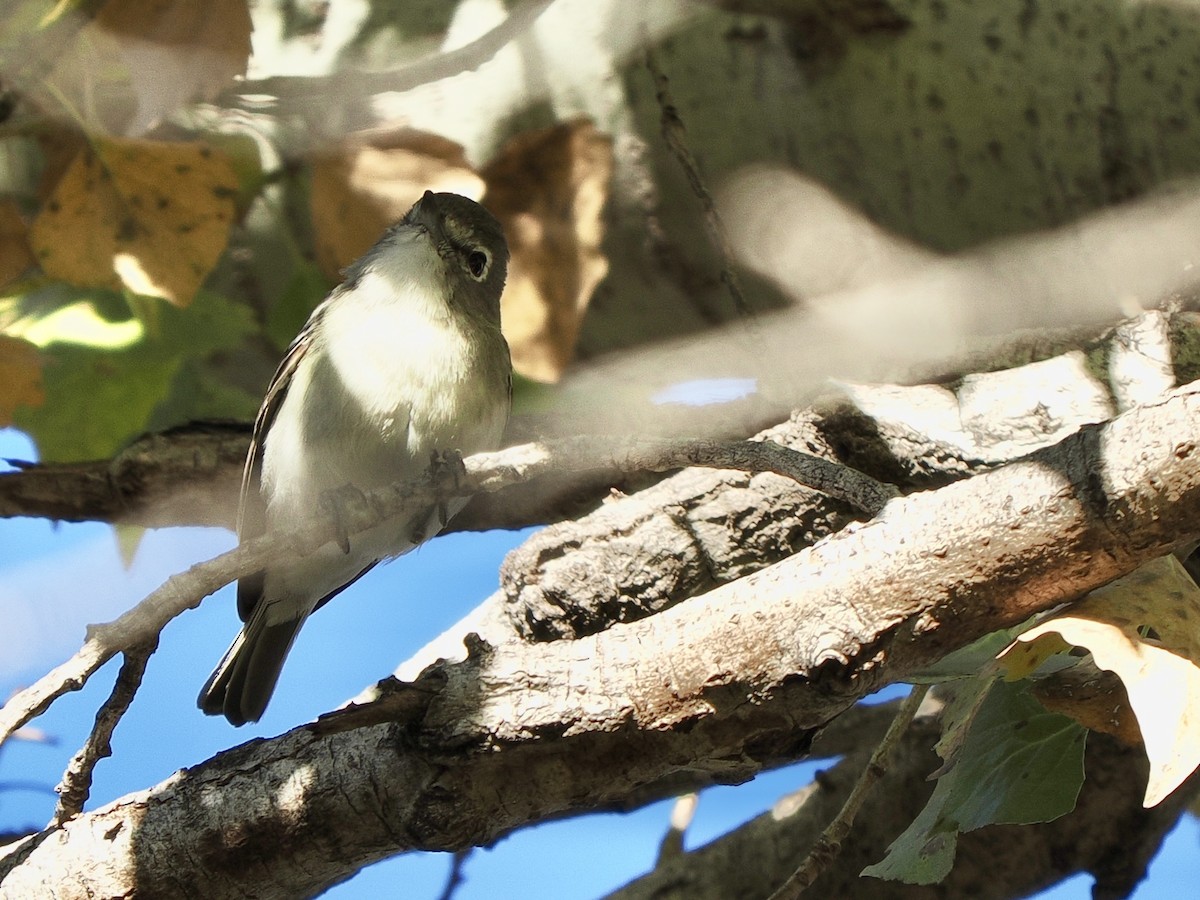 Plumbeous Vireo - ML646419467