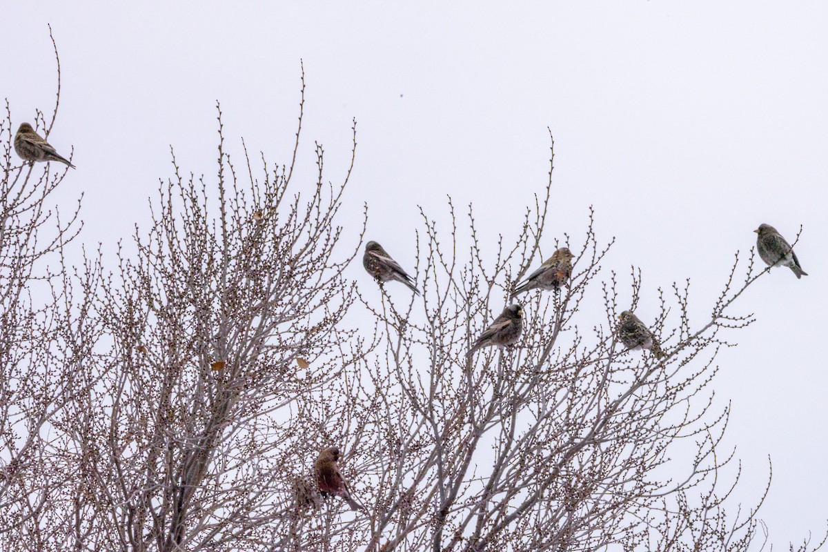 rosy-finch sp. - ML646419479
