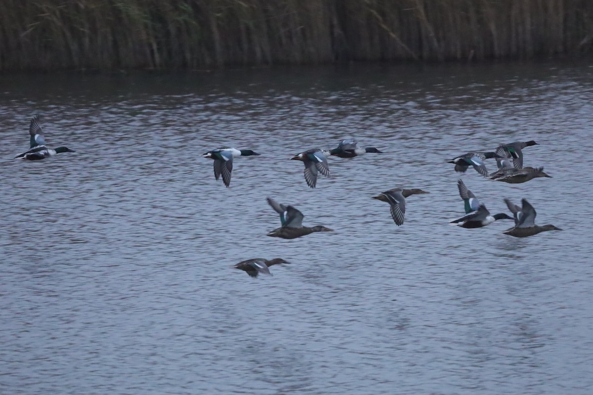 lžičák pestrý - ML646419480