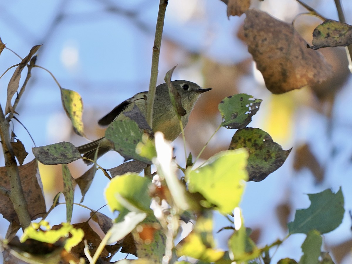 králíček americký - ML646419484