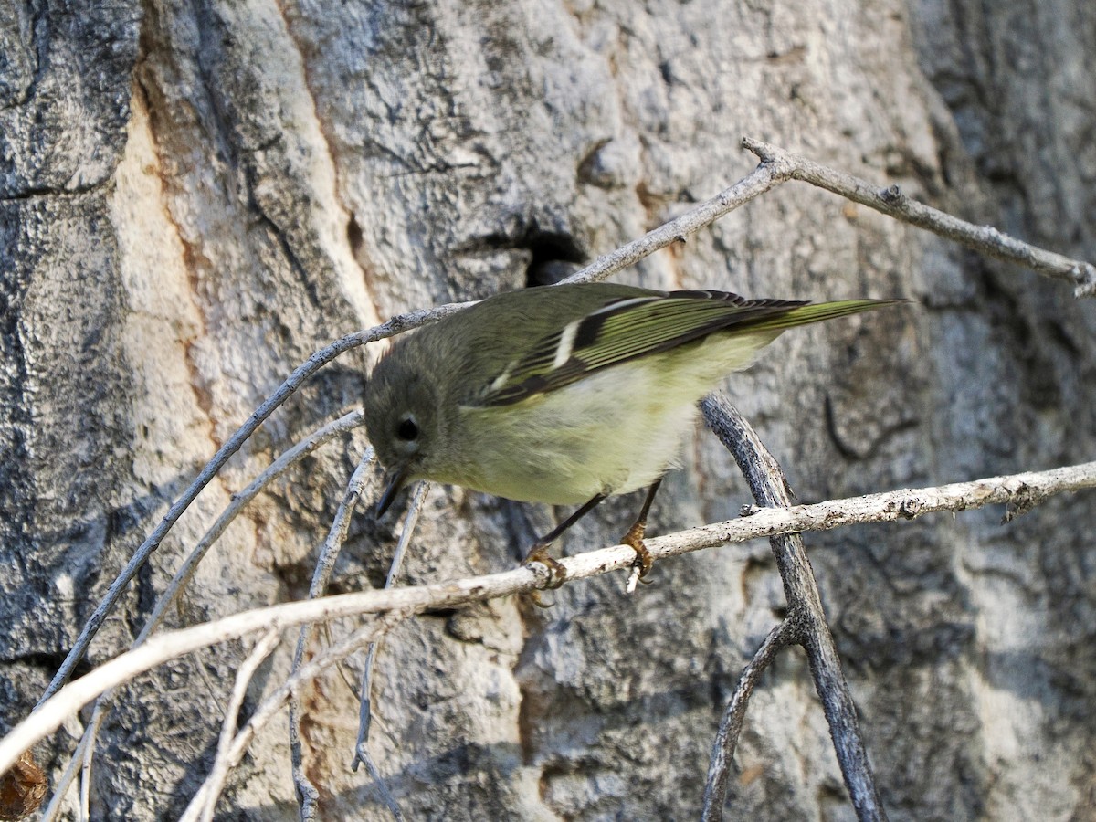 králíček americký - ML646419485