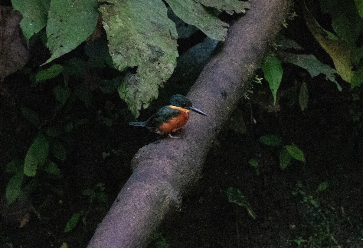 American Pygmy Kingfisher - ML646419486