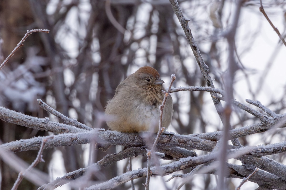 Canyon Towhee - ML646419487