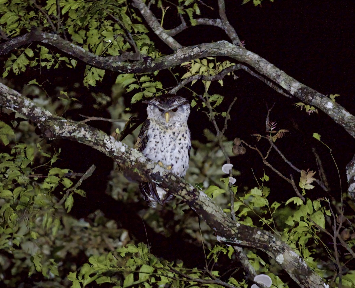 Spot-bellied Eagle-Owl - ML646419498