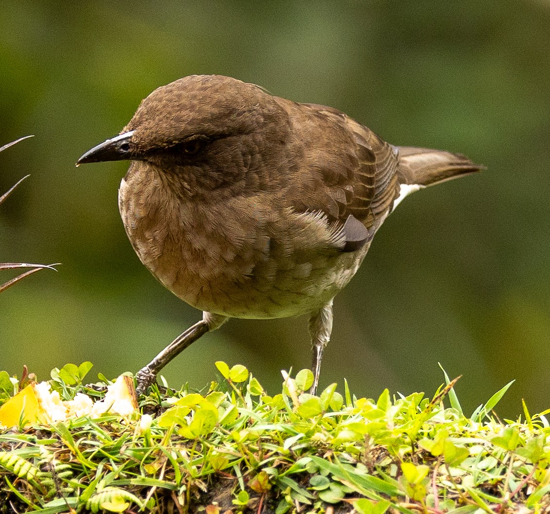 Черноклювый дрозд - ML646419502