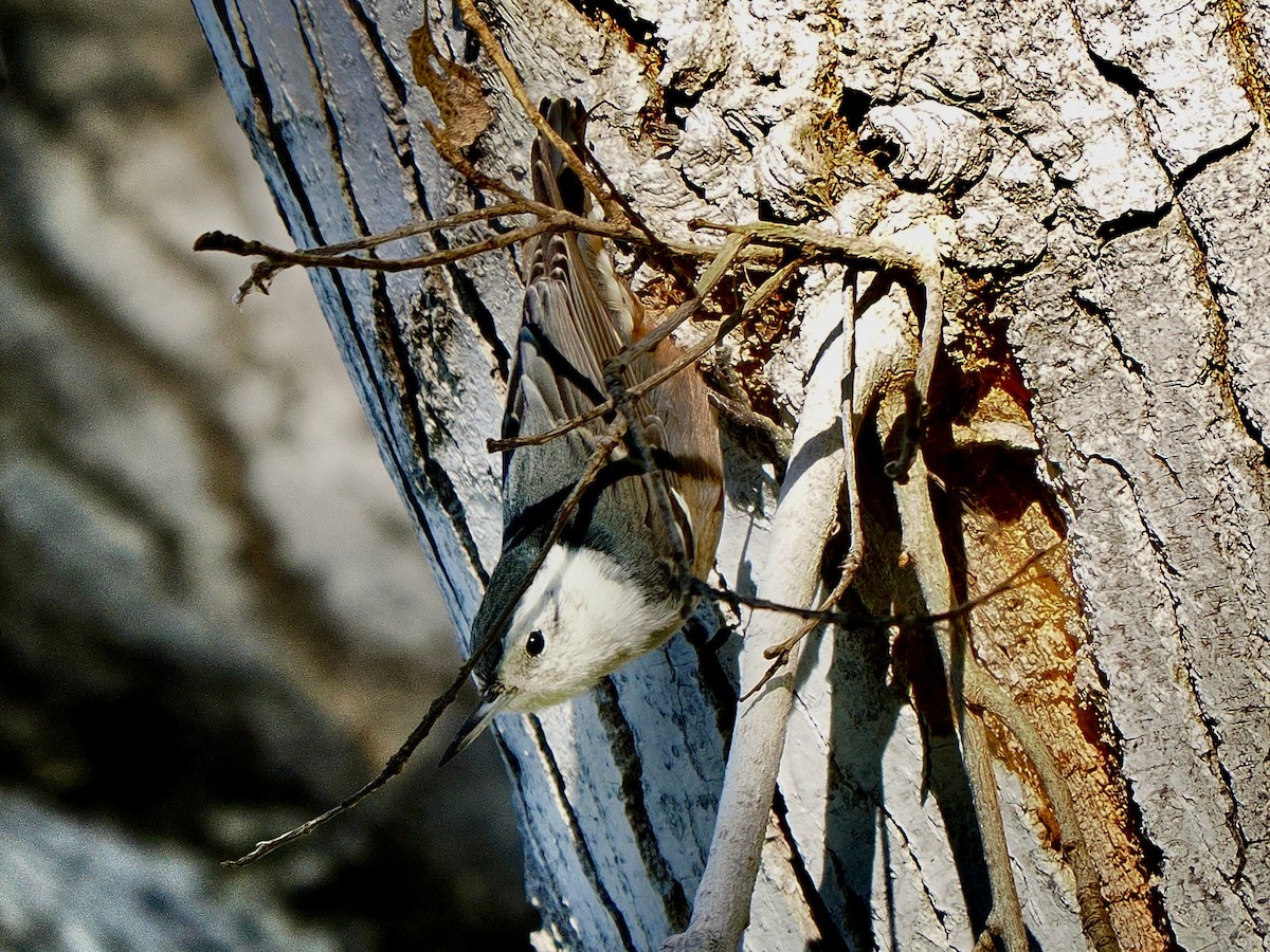 brhlík běloprsý [skupina lagunae] - ML646419503