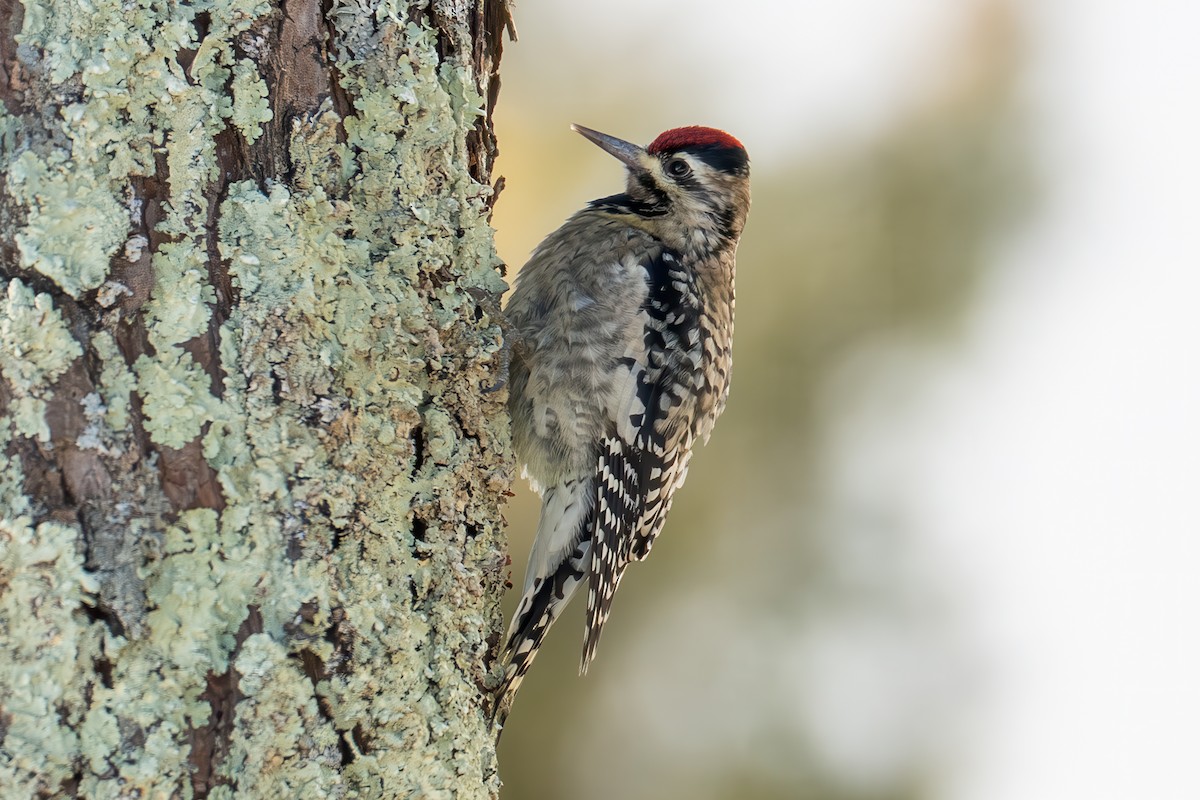 Gelbbauch-Saftlecker - ML646419505