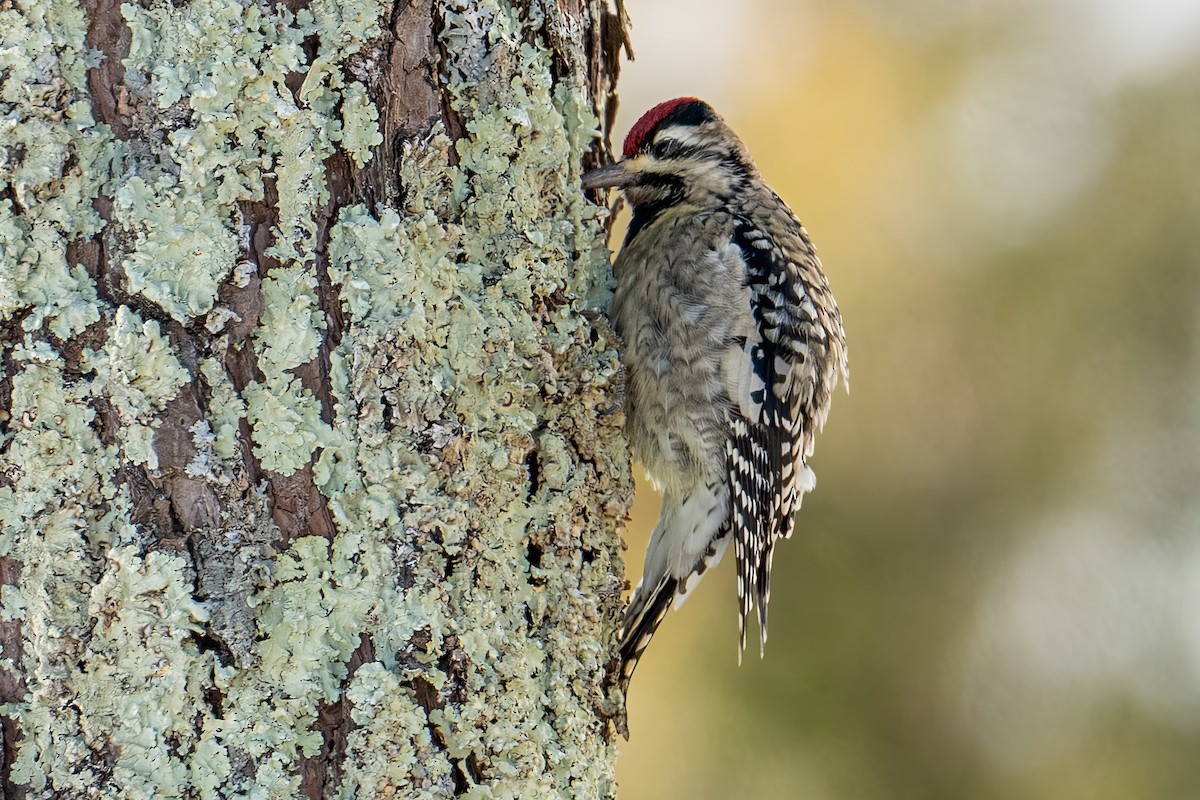 Gelbbauch-Saftlecker - ML646419509