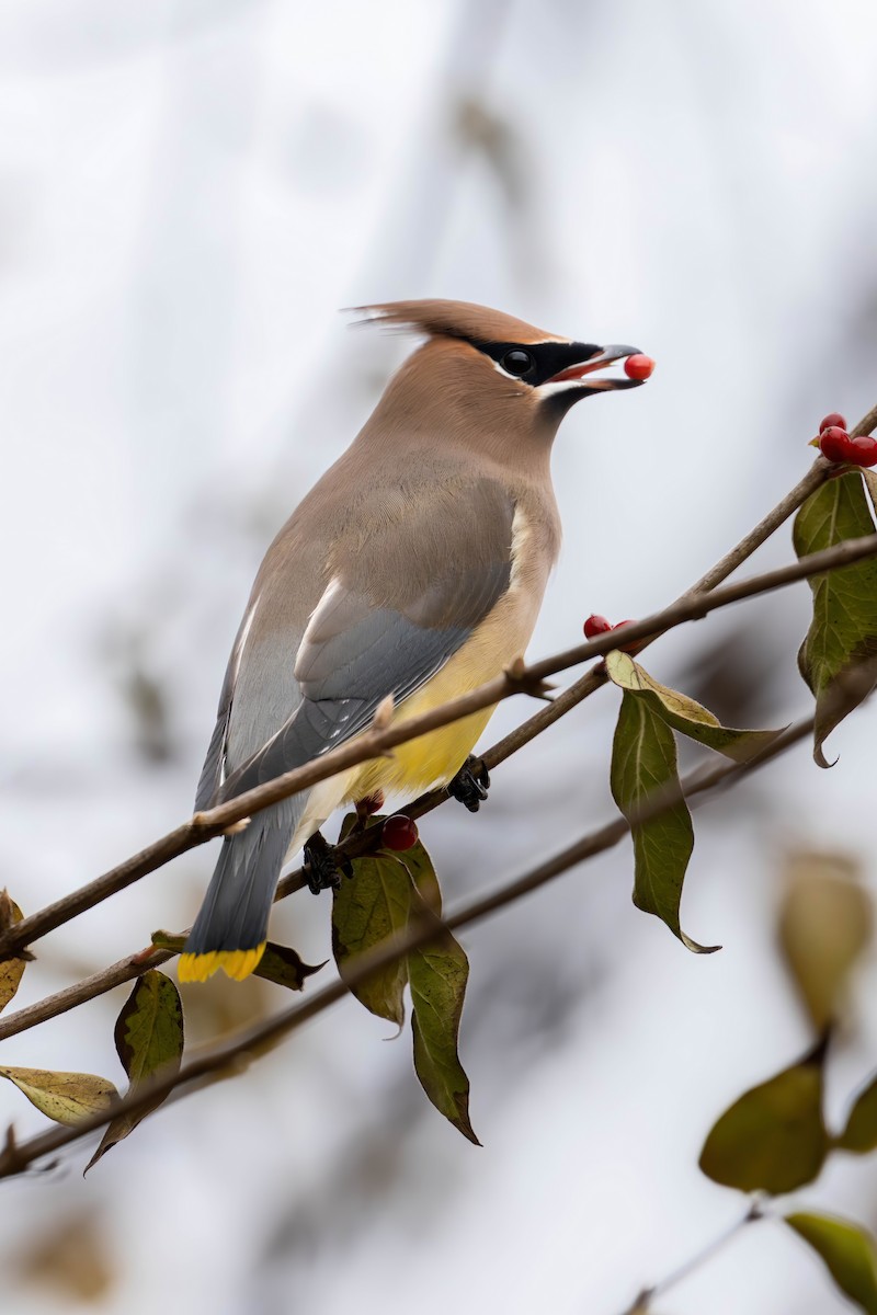 Cedar Waxwing - ML646419520