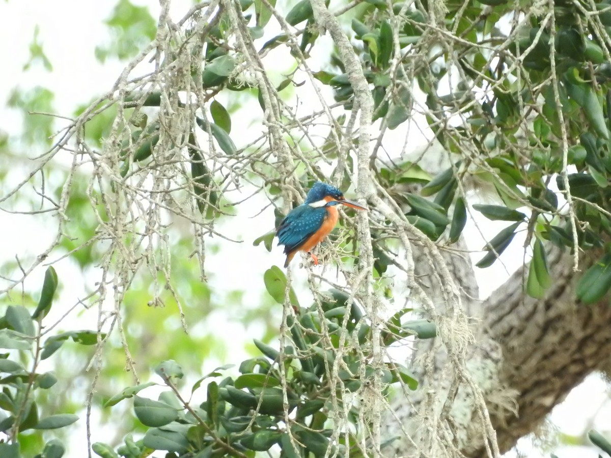 Yalıçapkını - ML646419522