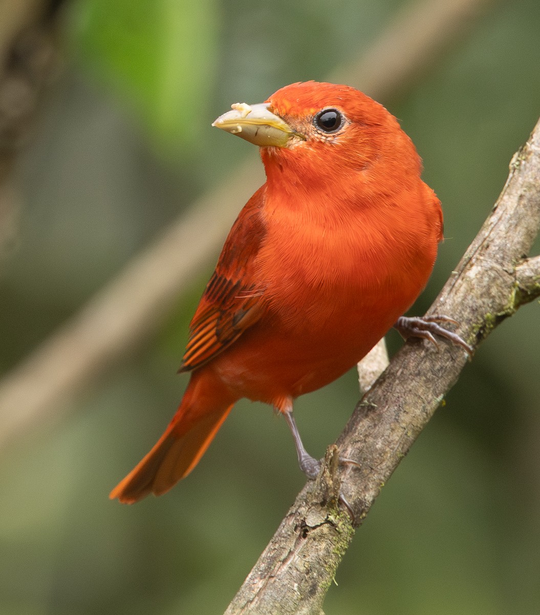 piranga ohnivá - ML646419533