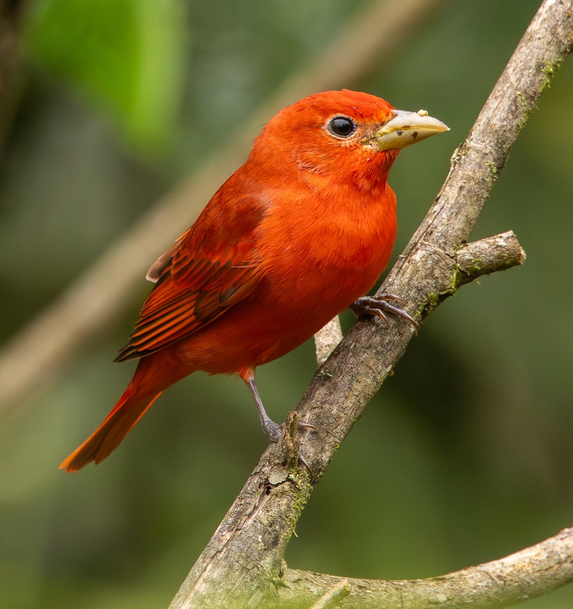 piranga ohnivá - ML646419534