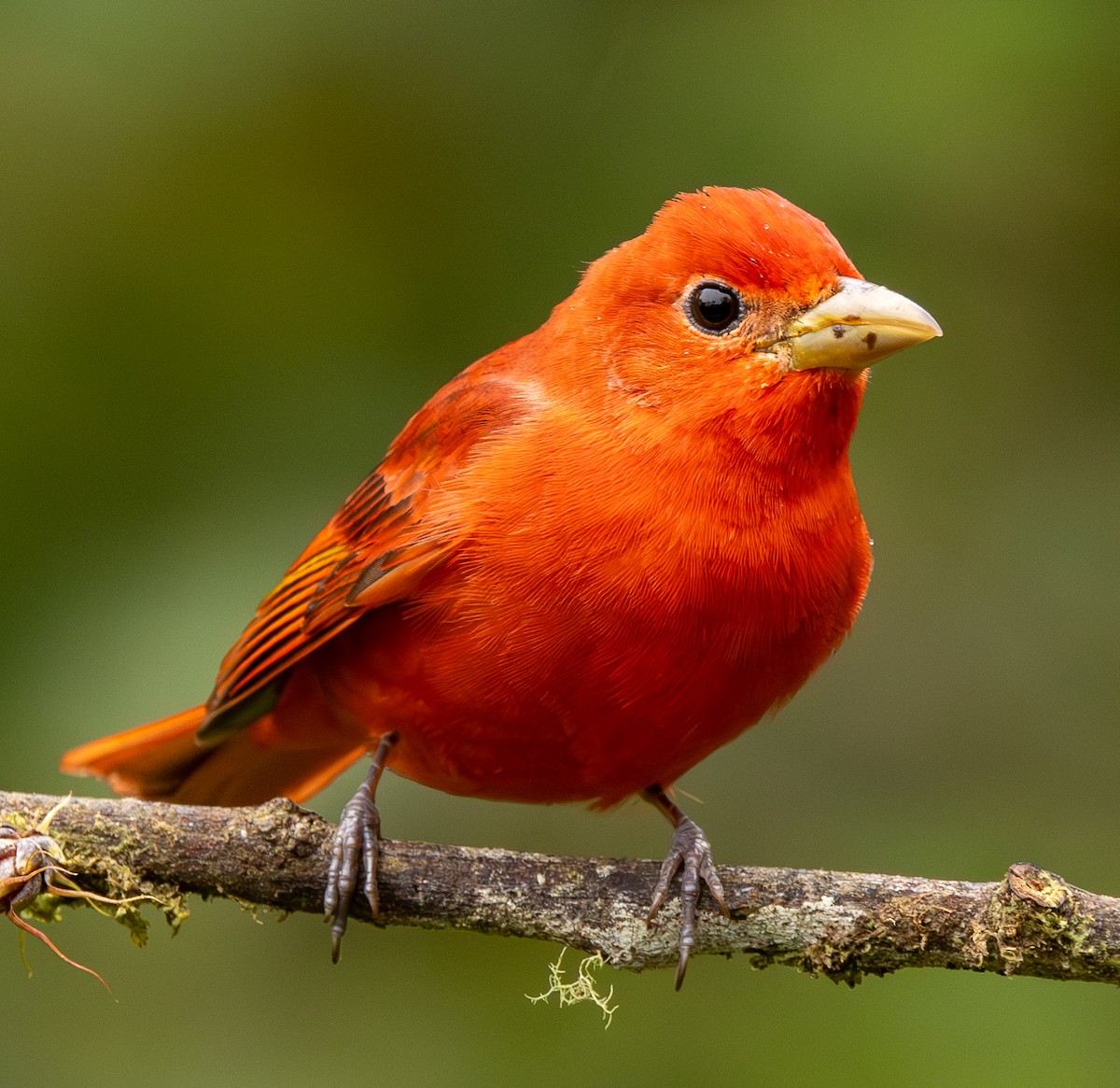 piranga ohnivá - ML646419535