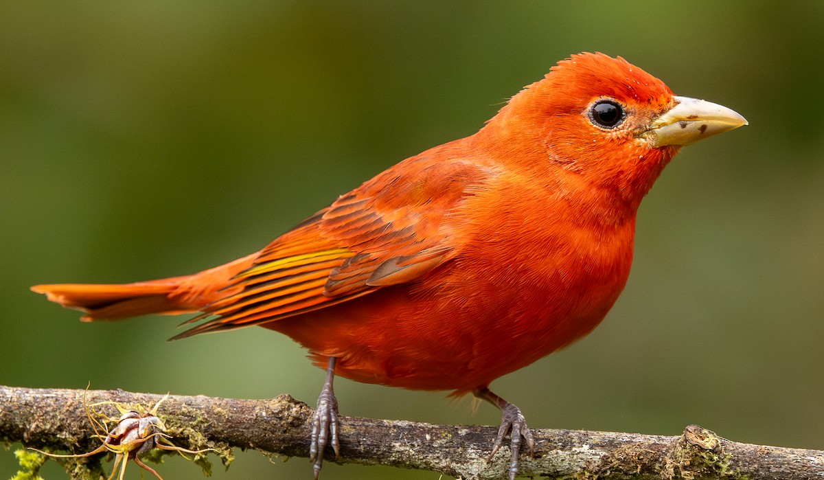 piranga ohnivá - ML646419536