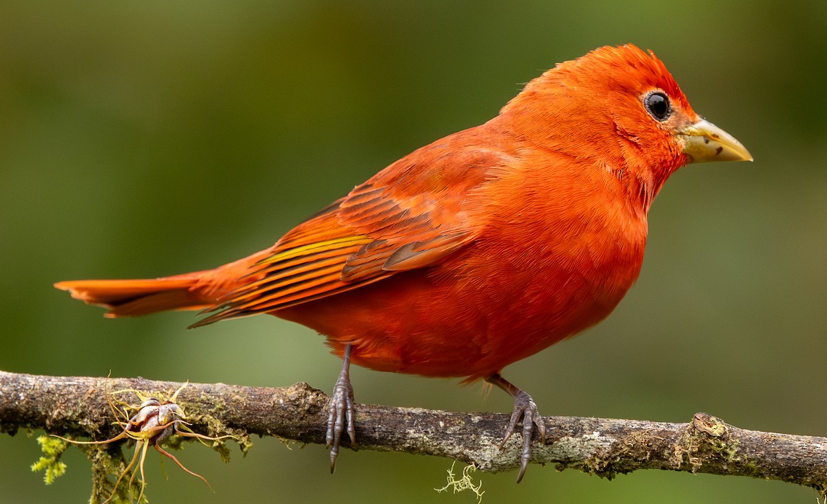 piranga ohnivá - ML646419537