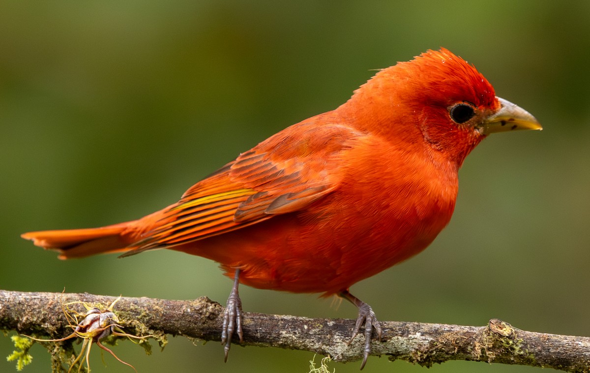 piranga ohnivá - ML646419538