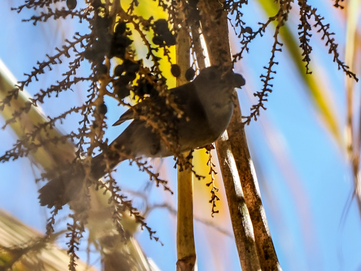 drozdec černohlavý - ML646419544