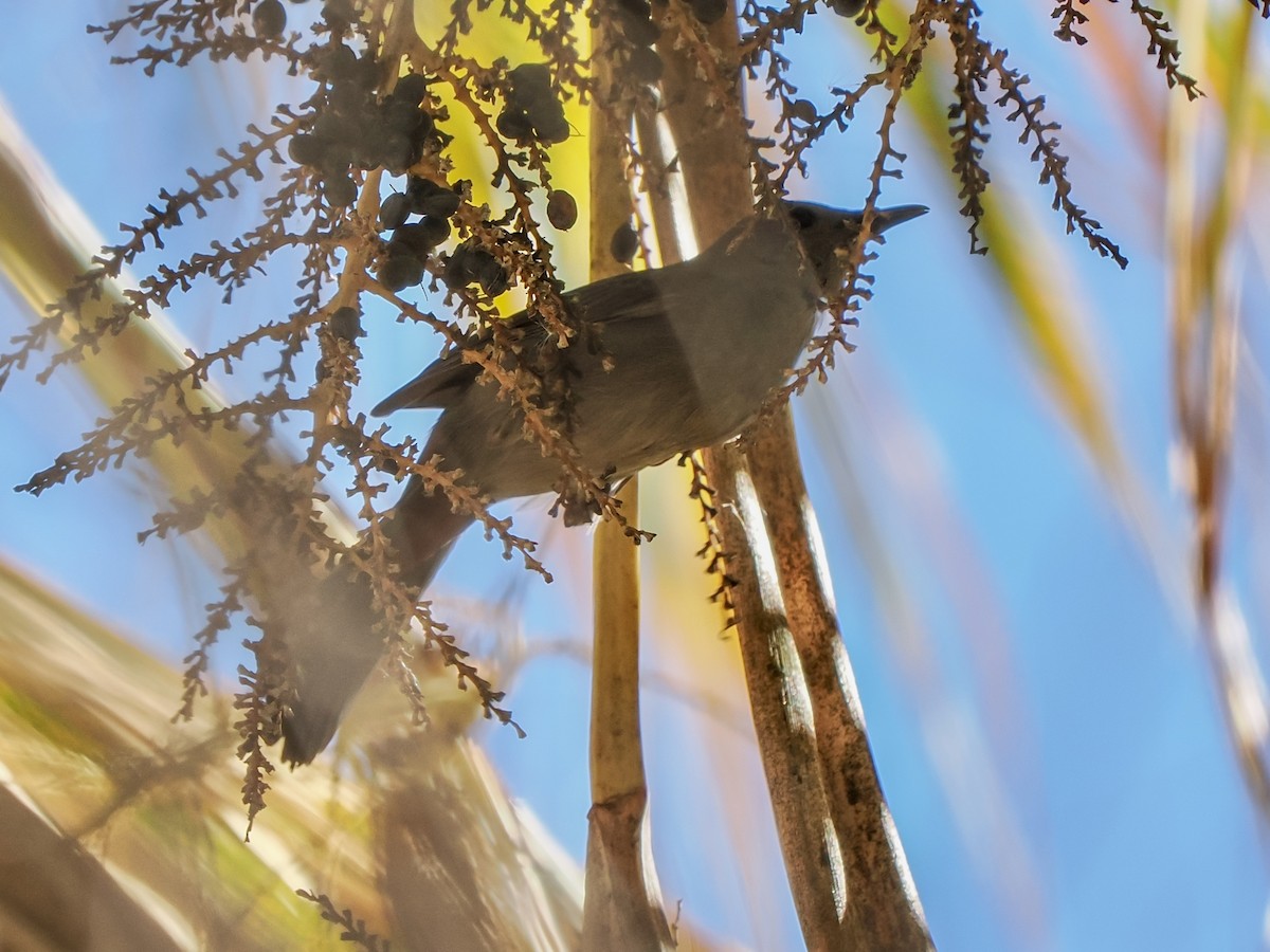 drozdec černohlavý - ML646419545