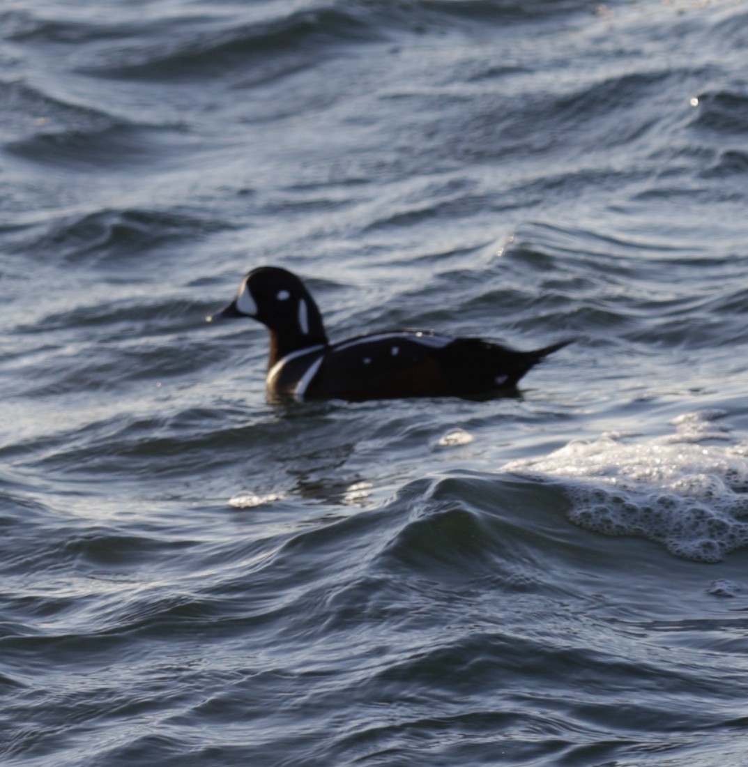 kačka strakatá - ML646419547