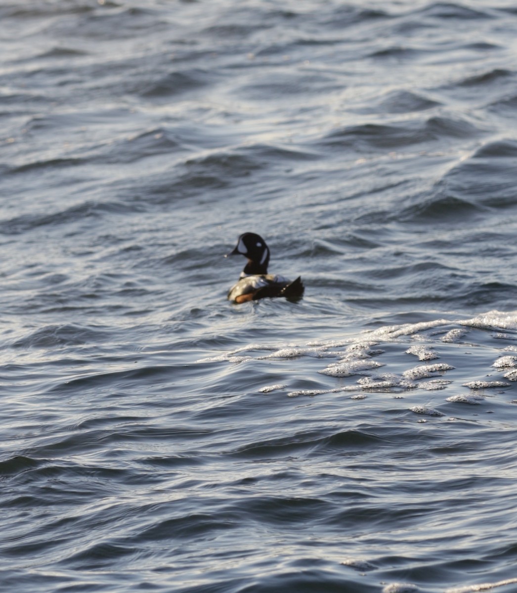 kačka strakatá - ML646419548