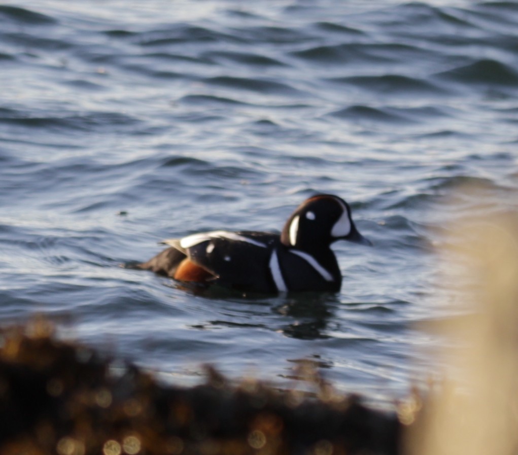 kačka strakatá - ML646419549