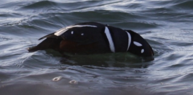 kačka strakatá - ML646419550