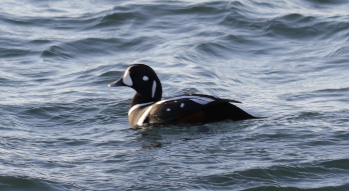 kačka strakatá - ML646419551