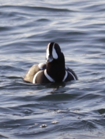 kačka strakatá - ML646419552