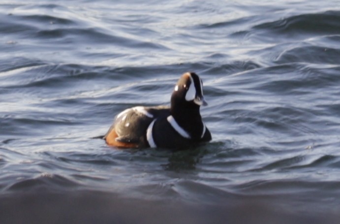 kačka strakatá - ML646419553