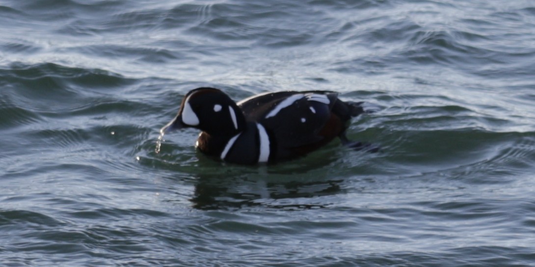 kačka strakatá - ML646419554