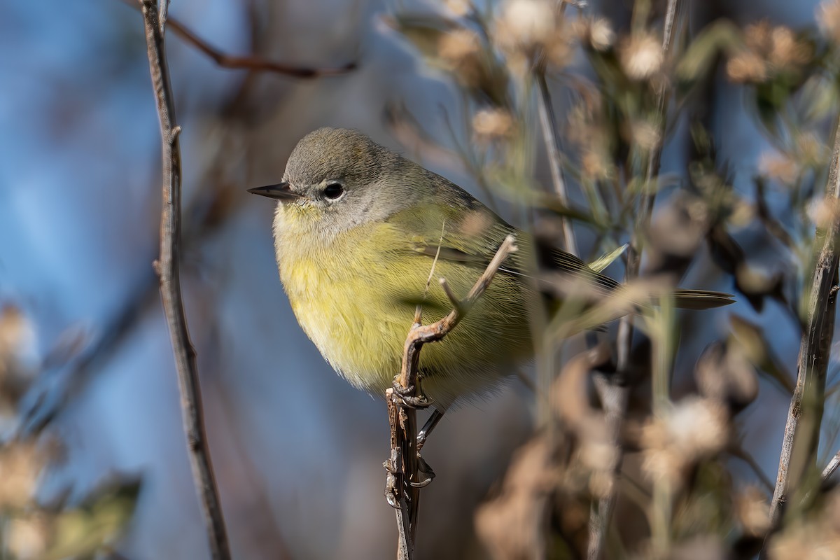 Orangefleck-Waldsänger - ML646419555