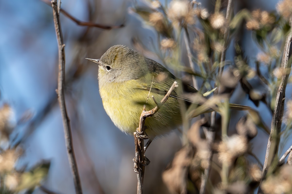 Orangefleck-Waldsänger - ML646419556