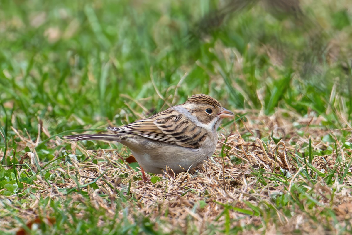 Clay-colored Sparrow - ML646419558