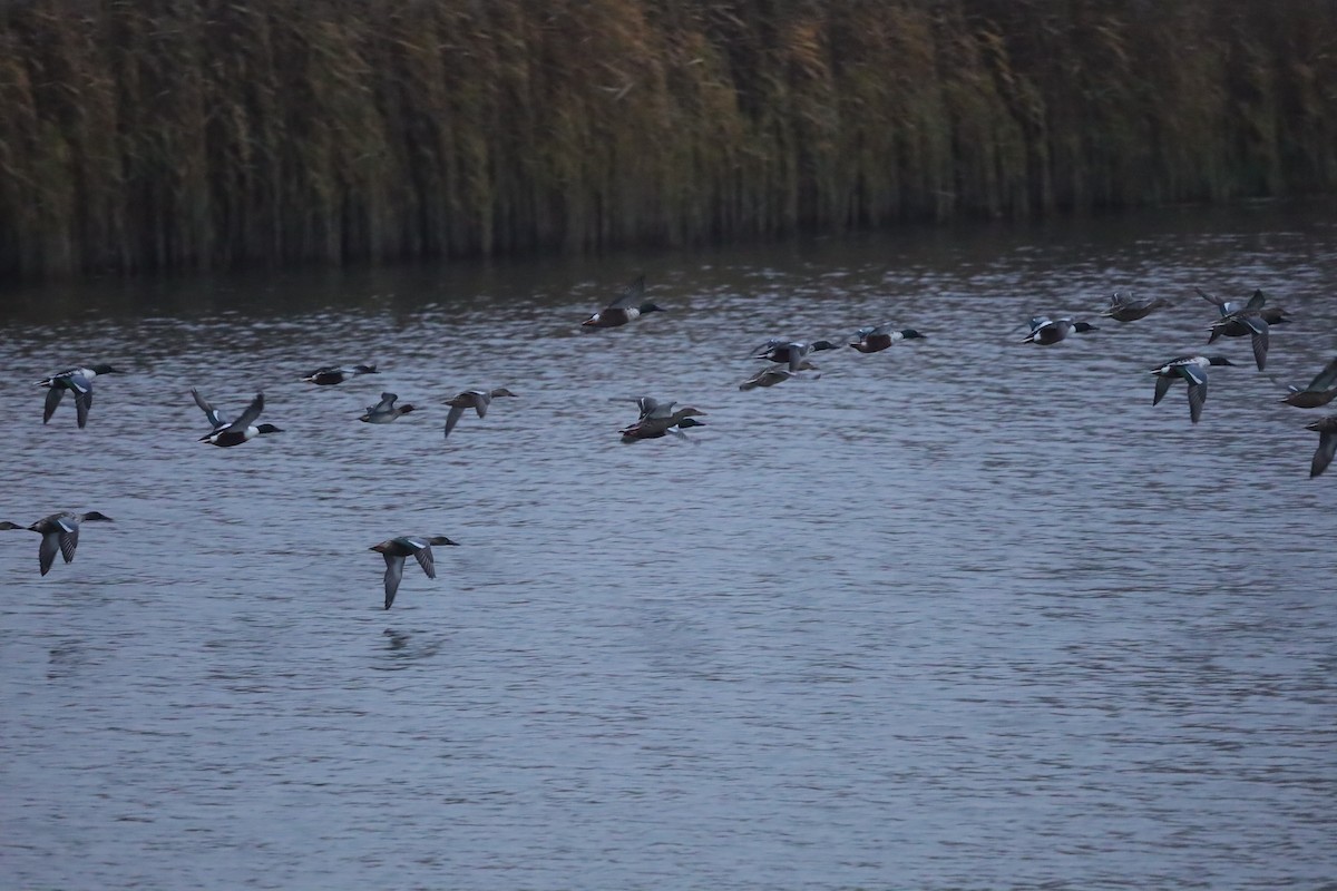 lžičák pestrý - ML646419559