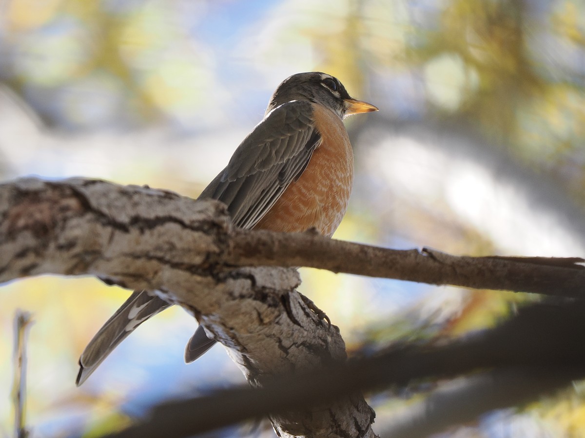 drozd stěhovavý - ML646419562