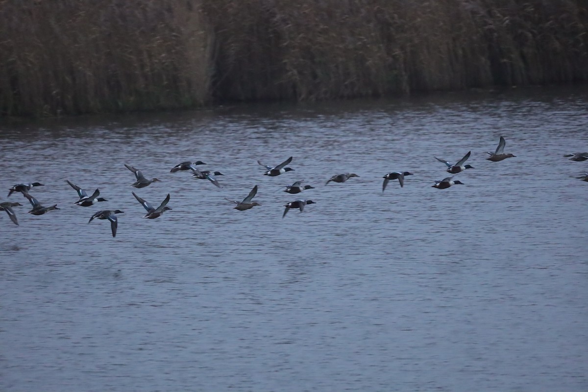 lžičák pestrý - ML646419567