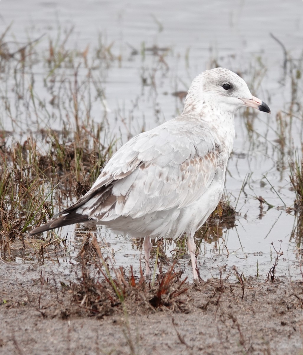 racek kroužkozobý - ML646419575