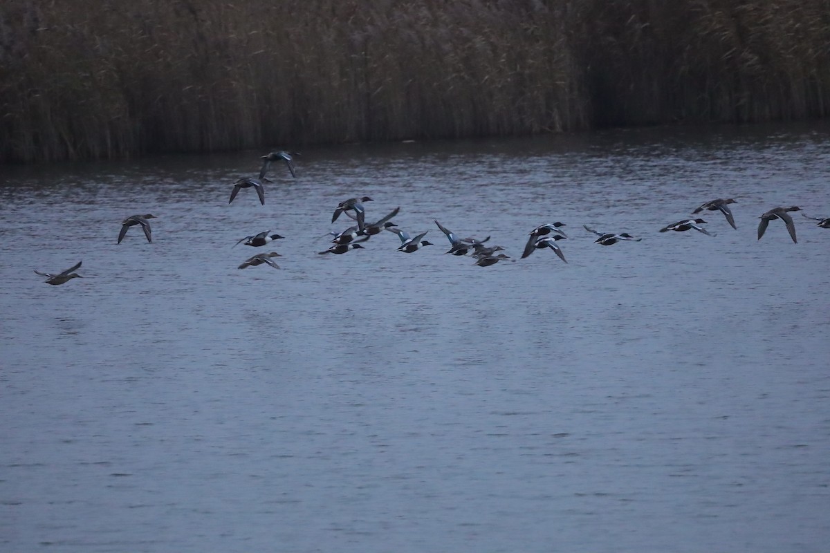 lžičák pestrý - ML646419576