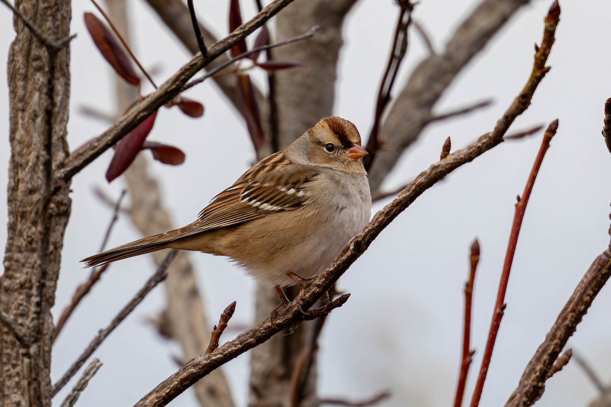 White-crowned Sparrow - ML646419578