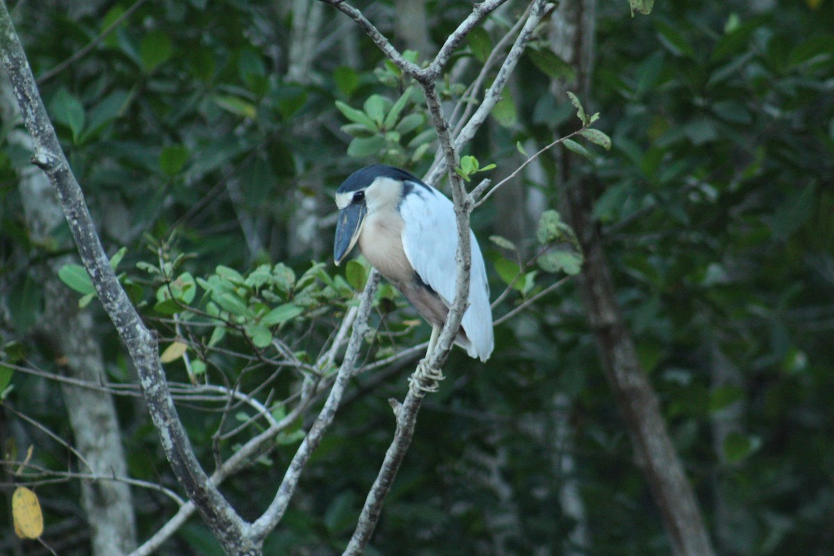Boat-billed Heron - ML646419582