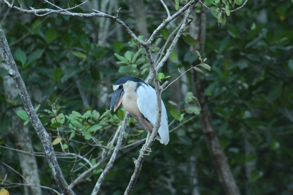Boat-billed Heron - ML646419583