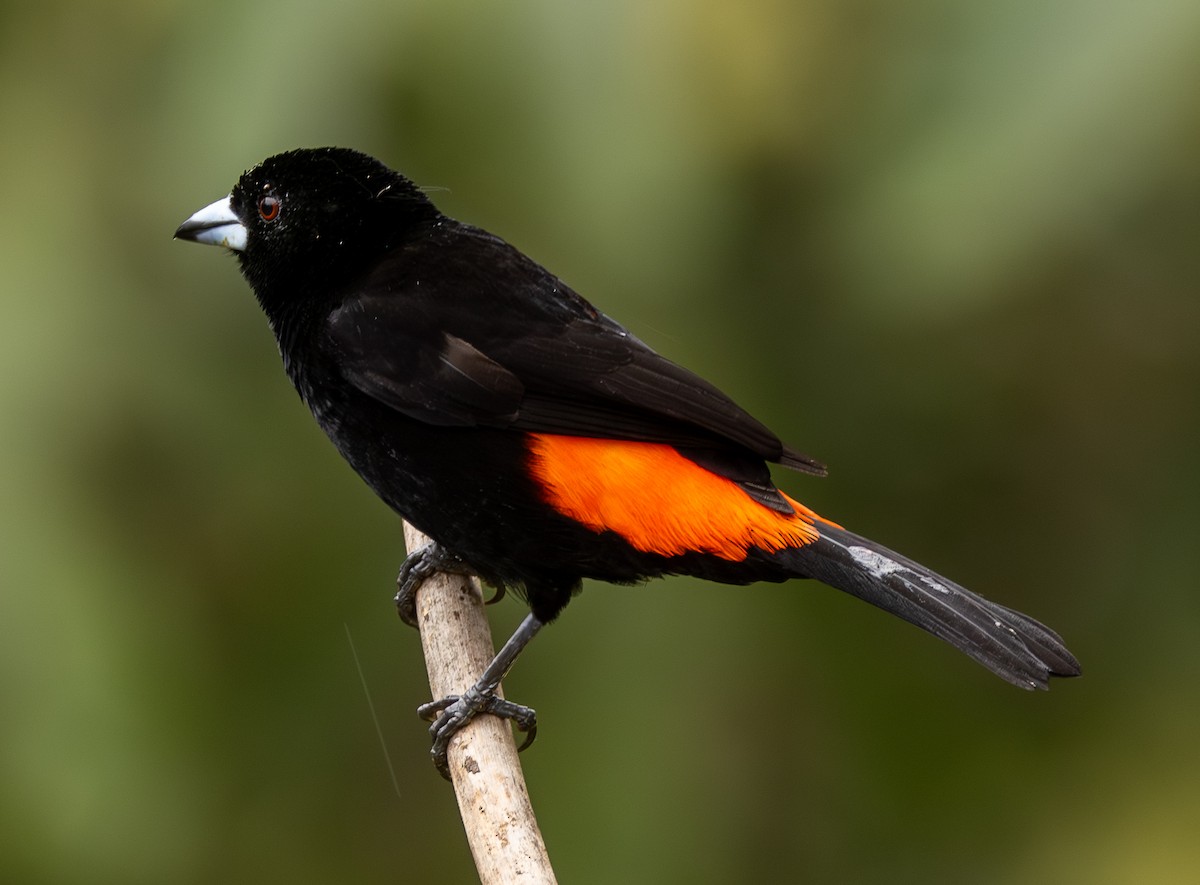 Flame-rumped Tanager - ML646419586