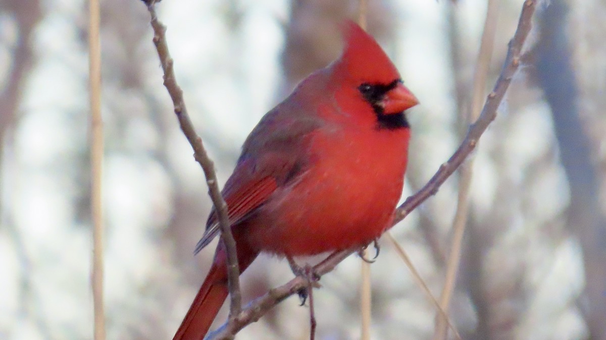 Northern Cardinal - ML646419587