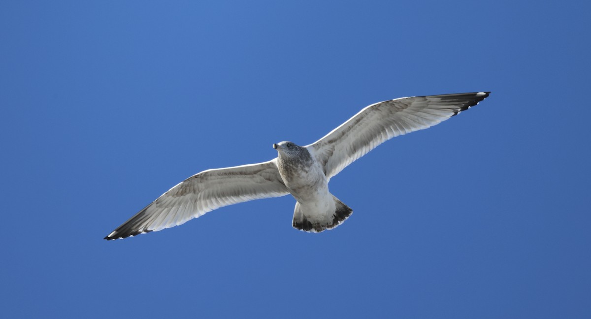 American Herring Gull - ML646419591