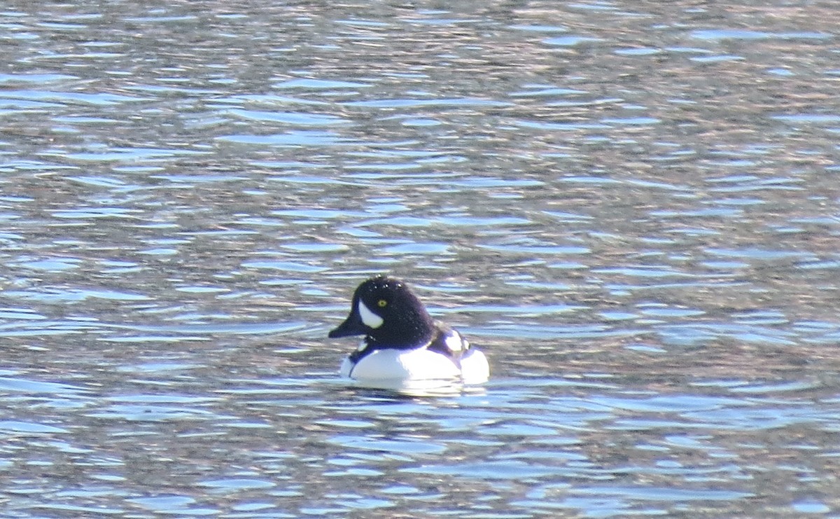 Barrow's Goldeneye - ML646419592
