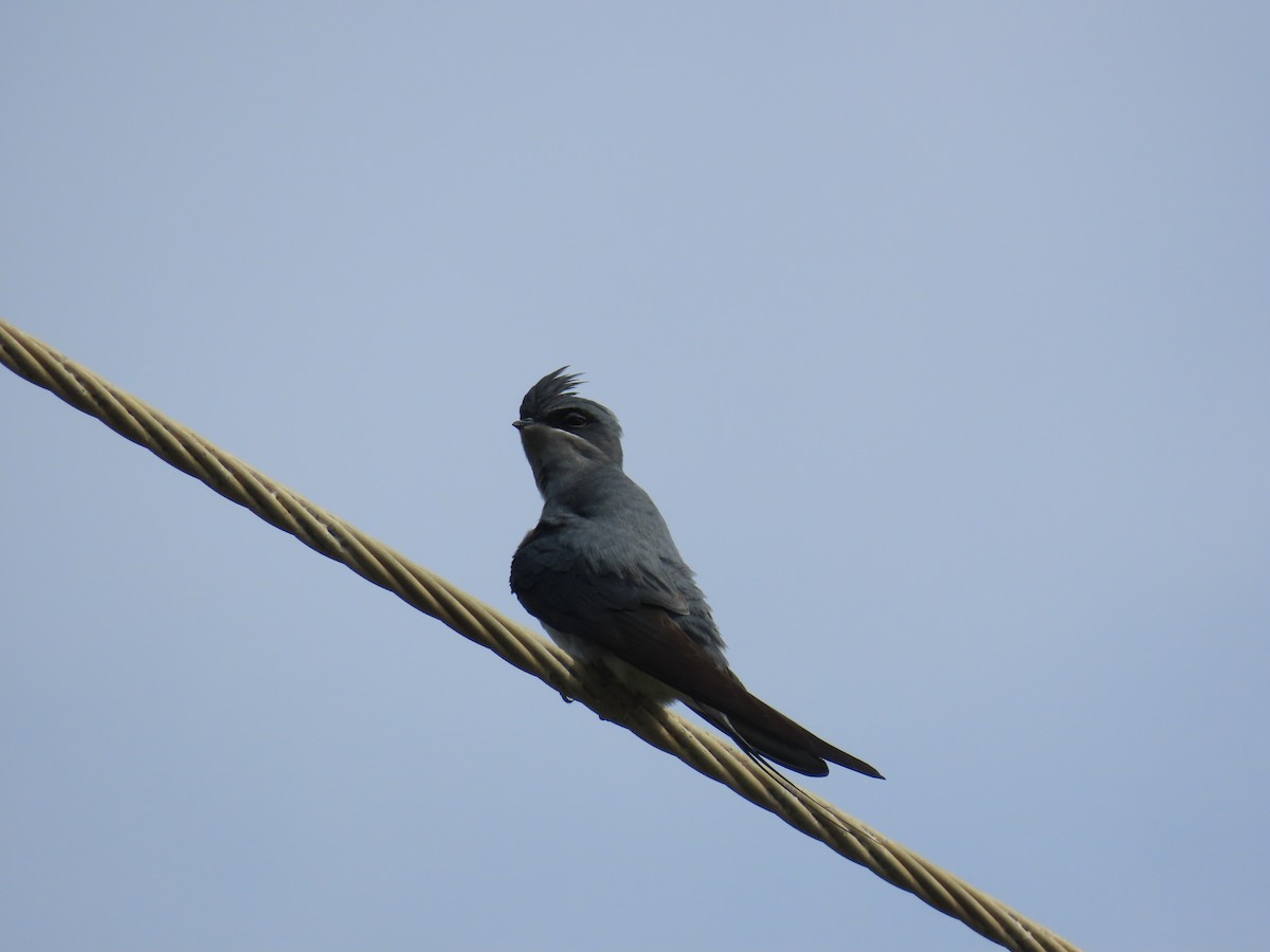 Kronenbaumsegler - ML646419593