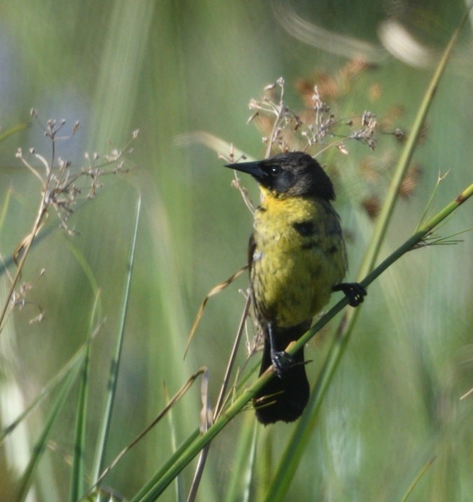 Einfarbstärling - ML646419594