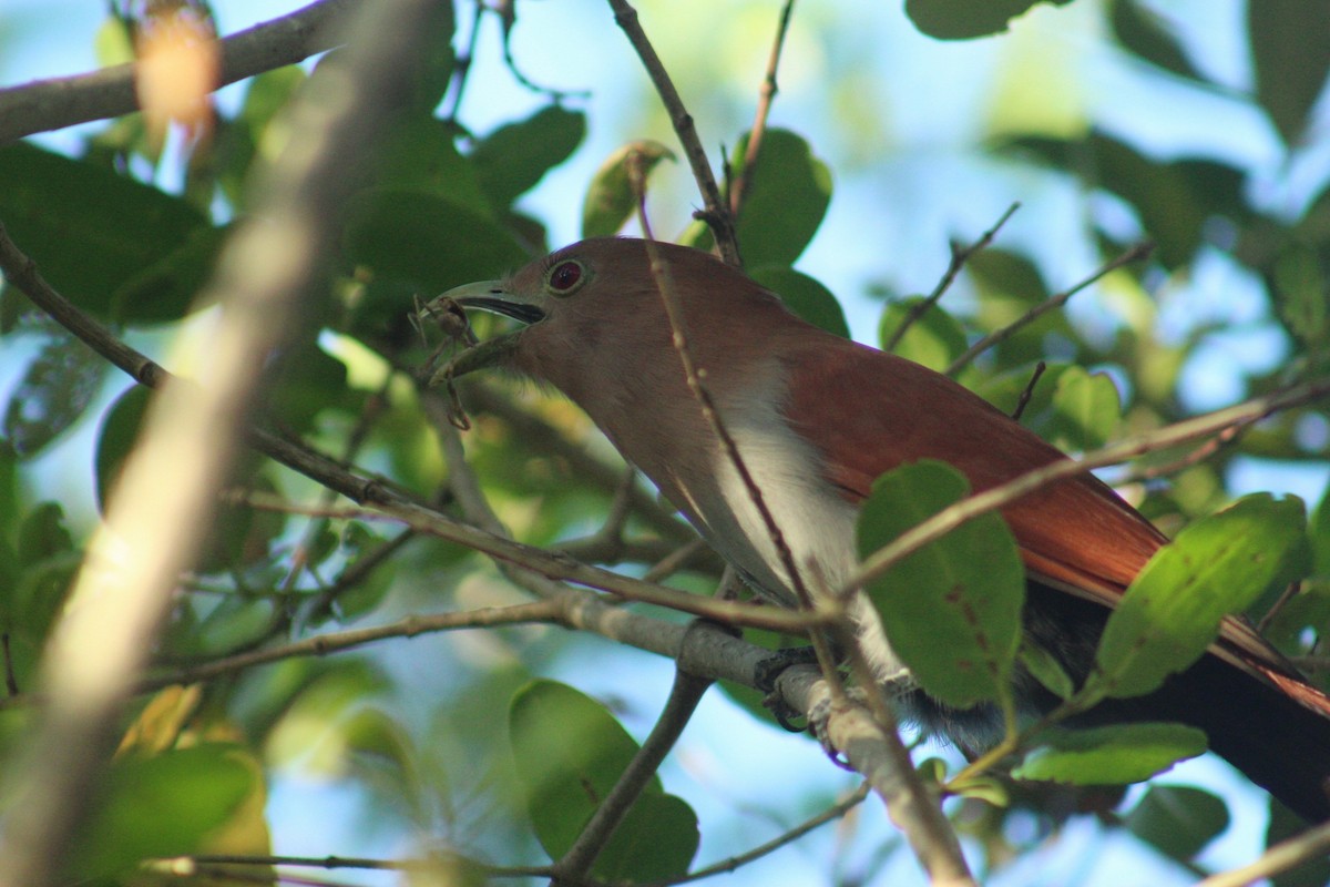 Eichhornkuckuck - ML646419600