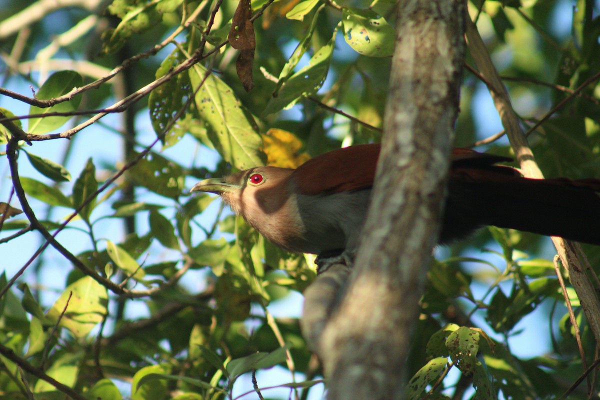 Eichhornkuckuck - ML646419601