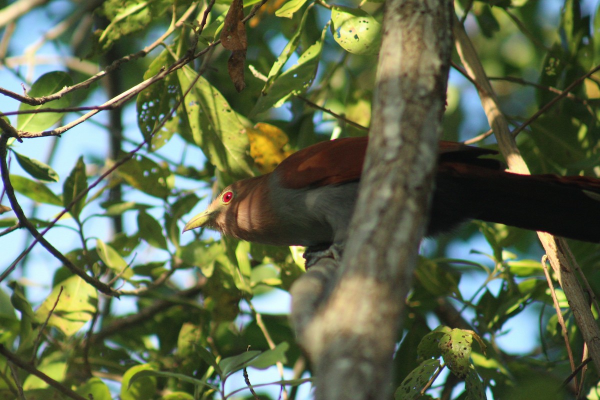 Eichhornkuckuck - ML646419602